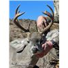 Image 1 : 5-day Coues Deer Hunt for One Hunter with Coues Outfitters in Sonora, Mexico
