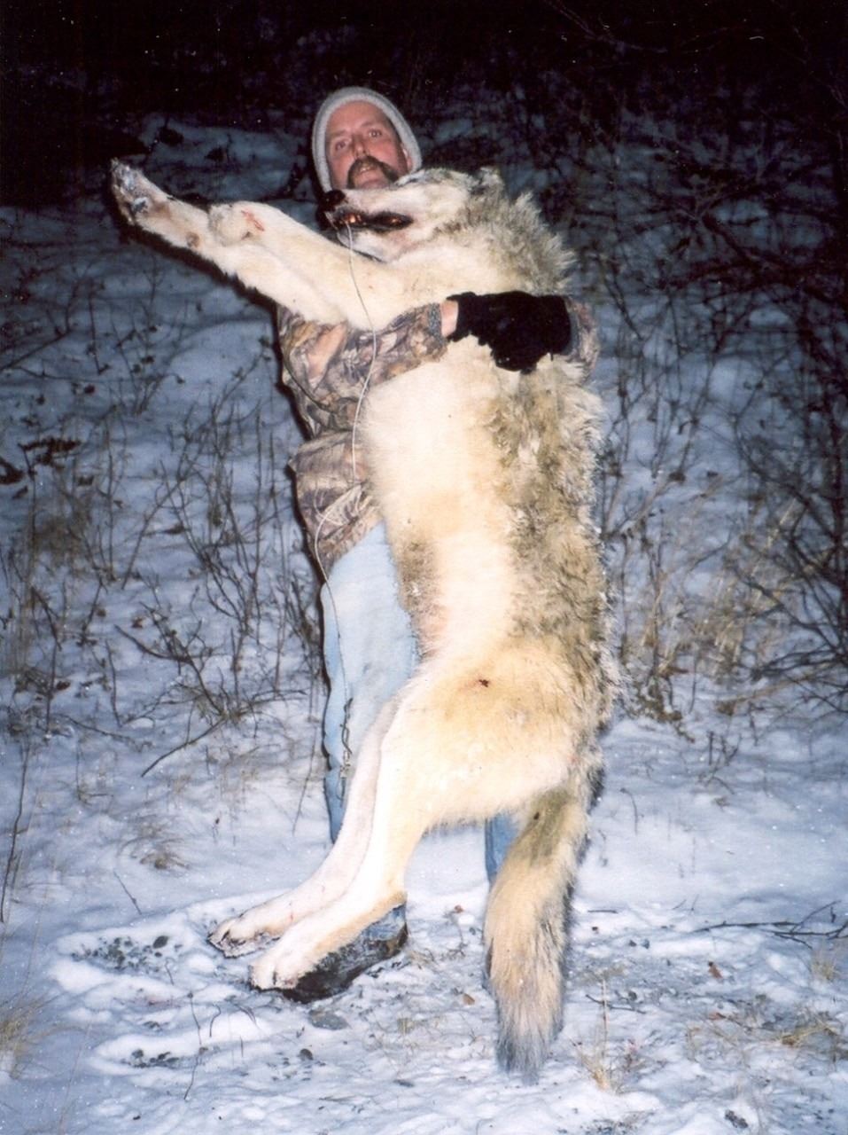 10-Day Alaskan Spring Grizzly Bear and Wolf with Midnight Sun Safaris
