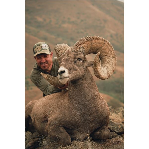 Replica Skull of the Idaho State Record Rocky Mountain Bighorn sheep harvested by Jake Jovanovich