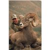 Image 1 : Replica Skull of the Idaho State Record Rocky Mountain Bighorn sheep harvested by Jake Jovanovich