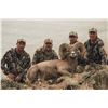 Image 2 : Replica Skull of the Idaho State Record Rocky Mountain Bighorn sheep harvested by Jake Jovanovich
