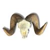 Image 3 : Replica Skull of the Idaho State Record Rocky Mountain Bighorn sheep harvested by Jake Jovanovich