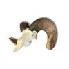 Image 4 : Replica Skull of the Idaho State Record Rocky Mountain Bighorn sheep harvested by Jake Jovanovich