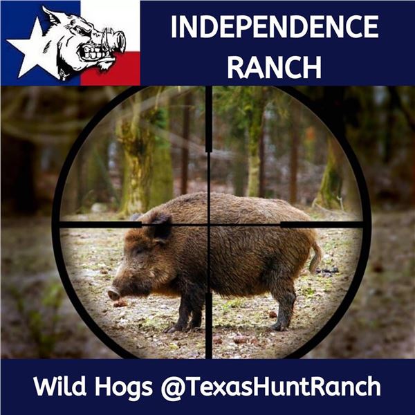 2 Man-3 day, 2 night Texas Wild Hog Hunt with Independence Ranch
