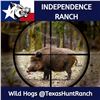Image 1 : 2 Man-3 day, 2 night Texas Wild Hog Hunt with Independence Ranch