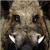Image 2 : 2 Man-3 day, 2 night Texas Wild Hog Hunt with Independence Ranch