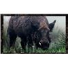 Image 3 : 2 Man-3 day, 2 night Texas Wild Hog Hunt with Independence Ranch