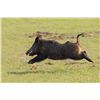 Image 4 : 2 Man-3 day, 2 night Texas Wild Hog Hunt with Independence Ranch