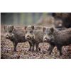 Image 6 : 2 Man-3 day, 2 night Texas Wild Hog Hunt with Independence Ranch