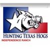 Image 9 : 2 Man-3 day, 2 night Texas Wild Hog Hunt with Independence Ranch