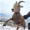 Image 5 : National Wild Sheep Foundation Life Membership