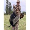 Image 5 : 2-Day Youth and Adult Idaho Turkey Hunt with Mike Schlegel