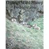 Image 4 : Oregon Wild Sheep Foundation Life Membership
