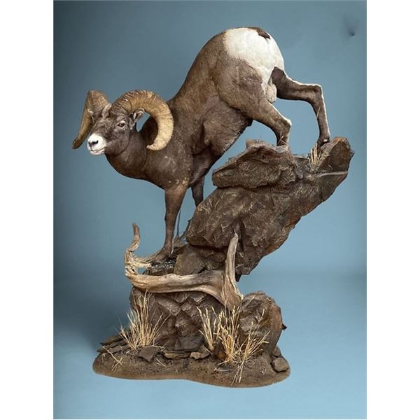 $1,000 Taxidermy from Cedar Mountain Taxidermy