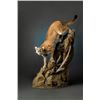 Image 5 : $1,000 Taxidermy from Cedar Mountain Taxidermy
