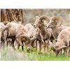 Image 2 : Eastern Chapter of the Wild Sheep Foundation Life Membership