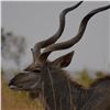 Image 2 : Six Day Kudu For Two