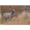 Image 3 : Six Day Kudu For Two