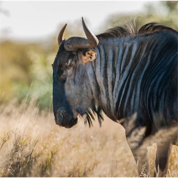 Wildebeest Slam