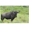 Image 2 : Wildebeest Slam