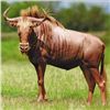 Image 3 : Wildebeest Slam