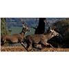 Image 11 : Red Stag In Spain