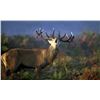 Image 14 : Red Stag In Spain