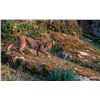 Image 9 : Red Stag In Spain