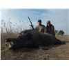 Image 16 : Serbian Deer or Boar