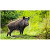 Image 15 : Patagonia Big Game