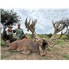 Image 6 : Patagonia Big Game