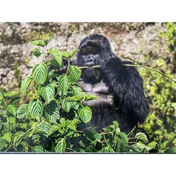 Original African Safari photo