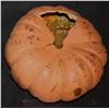 Image 3 : DARK SHADOWS PUMPKIN FROM COLLINWOOD YARD