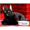 Image 2 : SABRINA THE TEENAGE WITCH SALEM SCREEN USED CAT PROP