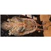 Image 1 : TRANSFORMERS 4 AGE OF EXTINCTION ALIEN CAPTIVE PUPPET IN LOCKDOWN'S SHIP SCREEN MATCHED SUPER HERO