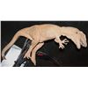 Image 3 : LAND OF THE LOST 1991 TYRANNOSAURUS REX ANIMATRONIC PUPPET