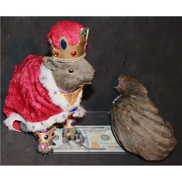 ZZ BIG BROTHER BENNY THE BB SQUIRREL KING BROKEN