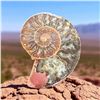 Image 3 : Ammonites 2.3 inch