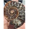 Image 4 : Ammonites 2.3 inch