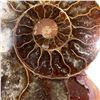 Image 1 : Ammonites 2.3 inch