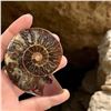 Image 2 : Ammonites 2.3 inch