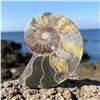 Image 1 : Ammonites 5 inch 27