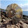 Image 2 : Ammonites 5 inch 27