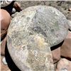 Image 3 : Ammonites 5 inch 27