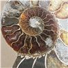Image 4 : Ammonites 5 inch 27