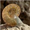 Image 1 : Ammonites 5 inch 28