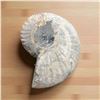 Image 2 : Ammonites 5 inch 28
