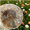 Image 3 : Ammonites 5 inch 28
