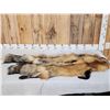 Image 1 : 2 Ranch Fox Soft Tanned Furs Taxidermy