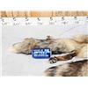Image 2 : 2 Ranch Fox Soft Tanned Furs Taxidermy